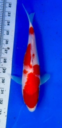 [koi-shintaro-pgh9-20] 25cm Japanese Imported Kohaku - Shintaro - PGH9 - 20