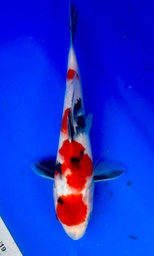 [koi-shintaro-pgh9-21] 30cm Japanese Imported Maruten Showa - Shintaro - PGH9 - 21