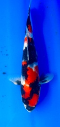 [koi-shintaro-pgh9-22] 34cm Japanese Imported Showa - Shintaro - PGH9 - 22