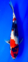 [koi-shintaro-pgh9-23] 36cm Japanese Imported Showa - Shintaro - PGH9 - 23