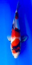 [koi-shintaro-pgh9-25] 39cm Japanese Imported Showa - Shintaro - PGH9 - 25