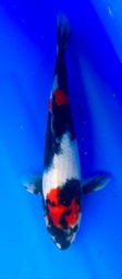 [koi-shintaro-pgh9-26] 35cm Japanese Imported Showa - Shintaro - PGH9 - 26