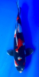 [koi-shintaro-pgh9-27] 36cm Japanese Imported Showa - Shintaro - PGH9 - 27