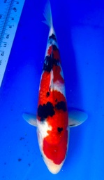 [koi-shintaro-pgh9-28] 34cm Japanese Imported Sanke - Shintaro - PGH9 - 28