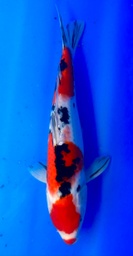 [koi-shintaro-pgh9-29] 38cm Japanese Imported Maruten Sanke - Shintaro - PGH9 - 29