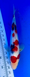 [koi-shintaro-pgh9-30] 33cm Japanese Imported Sanke - Shintaro - PGH9 - 30