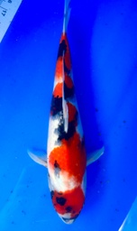 [koi-shintaro-pgh9-31] 34cm Japanese Imported Showa - Shintaro - PGH9 - 31