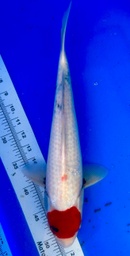 [koi-shintaro-pgh9-32] 40cm Japanese Imported Tancho Showa - Shintaro - PGH9 - 32