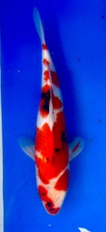[koi-shintaro-pgh9-33] 37cm Japanese Imported Showa - Shintaro - PGH9 - 33