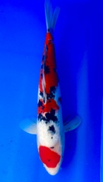 [koi-shintaro-pgh9-34] 43cm Japanese Imported Ginrin Maruten Sanke - Shintaro- PGH9 - 34