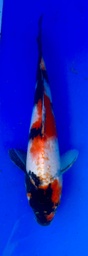 [koi-shintaro-pgh9-35] 30cm Japanese Imported Showa - Shintaro - PGH9 - 35