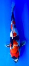 [koi-shintaro-pgh9-36] 35cm Japanese Imported Showa - Shintaro - PGH9 - 36