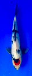 [koi-shintaro-pgh9-37] 34cm Japanese Imported Tancho Showa - Shintaro - PGH9 - 37