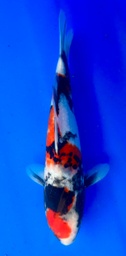 [koi-shintaro-pgh9-38] 35cm Japanese Imported Showa - Shintaro - PGH9 - 38