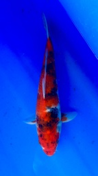 [koi-shintaro-pgh9-39] 33cm Japanese Imported Showa - Shintaro - PGH9 - 39