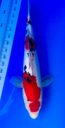 [koi-shintaro-pgh9-40] 39cm Japanese Imported Sanke - Shintaro - PGH9 - 40