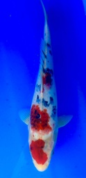 [koi-shintaro-pgh9-41] 38cm Japanese Imported Sanke - Shintaro - PGH9 - 41
