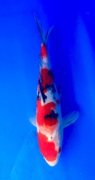 [koi-shintaro-pgh9-42] 32cm Japanese Imported Sanke - Shintaro - PGH9 - 42