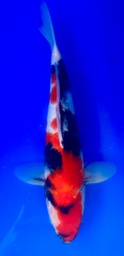[koi-shintaro-pgh9-43] 35cm Japanese Imported Showa - Shintaro - PGH9 - 43
