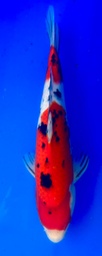 [koi-shintaro-pgh9-45] 40cm Japanese Imported Sanke - Shintaro - PGH9 - 45