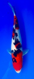[koi-shintaro-pgh9-46] 38cm Japanese Imported Sanke - Shintaro - PGH9 - 46