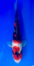[koi-shintaro-pgh9-47] 35cm Japanese Imported Showa - Shintaro - PGH9 - 47