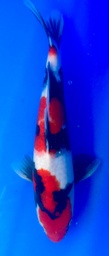 [koi-shintaro-pgh9-48] 35cm Japanese Imported Showa - Shintaro - PGH9 - 48