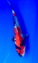 [koi-shintaro-pgh9-49] 29cm Japanese Imported Showa - Shintaro - PGH9 - 49
