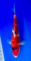 [koi-shintaro-pgh9-50] 38cm Japanese Imported Sanke - Shintaro - PGH9 - 50