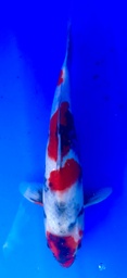 [koi-shintaro-pgh9-51] 35cm Japanese Imported Showa - Shintaro - PGH9 - 51
