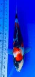 [koi-shintaro-pgh9-52] 39cm Japanese Imported Showa - Shintaro - PGH9 - 52