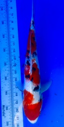 [koi-shintaro-pgh9-53] 40cm Japanese Imported Ginrin Sanke - Shintaro- PGH9 - 53