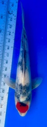 [koi-shintaro-pgh9-54] 35cm Japanese Imported Tancho Showa - Shintaro - PGH9 - 54