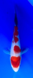 [koi-shintaro-pgh9-55] 28cm Japanese Imported Maruten Sanke - Shintaro - PGH9 - 55