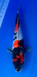 [koi-shintaro-pgh9-56] 38cm Japanese Imported Showa - Shintaro - PGH9 - 56