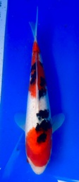 [koi-shintaro-pgh9-58] 35cm Japanese Imported Sanke - Shintaro - PGH9 - 58