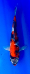 [koi-shintaro-pgh9-59] 33cm Japanese Imported Showa - Shintaro - PGH9 - 59