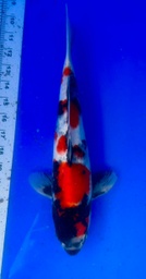 [koi-shintaro-pgh9-60] 34cm Japanese Imported Showa - Shintaro - PGH9 - 60
